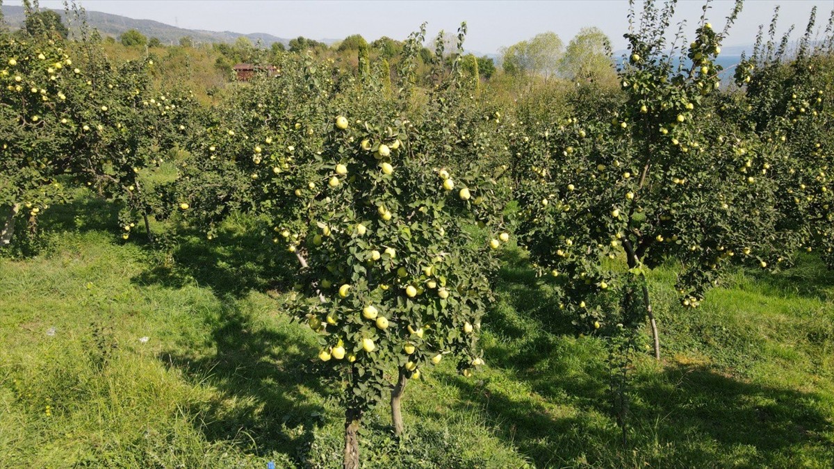 Kocaeli'nin Kartepe ilçesinde üretilen ve lezzetiyle bilinen coğrafi işaretli Eşme ayvasının...