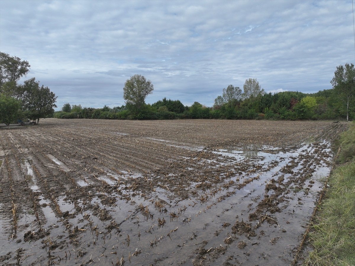 Kuraklığın yaşandığı Trakya'da son günlerde etkili olan yağışlar, geçen yıl kuru toprağa ekim...