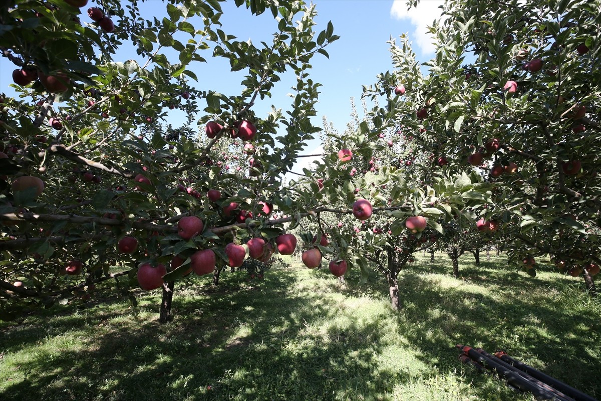 Muş'ta 4 bin 500 dönüm alanda yetiştirilen ve hasadına başlanan elmadan 100 milyon lira gelir...
