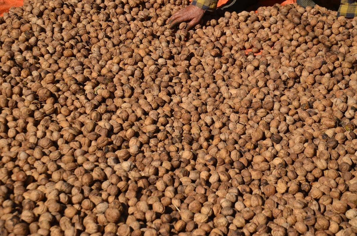 Muş’ta çiftçiler tarafından 4 bin 700 dekar alanda hasadına başlanan ceviz ağaçlarından yaklaşık...