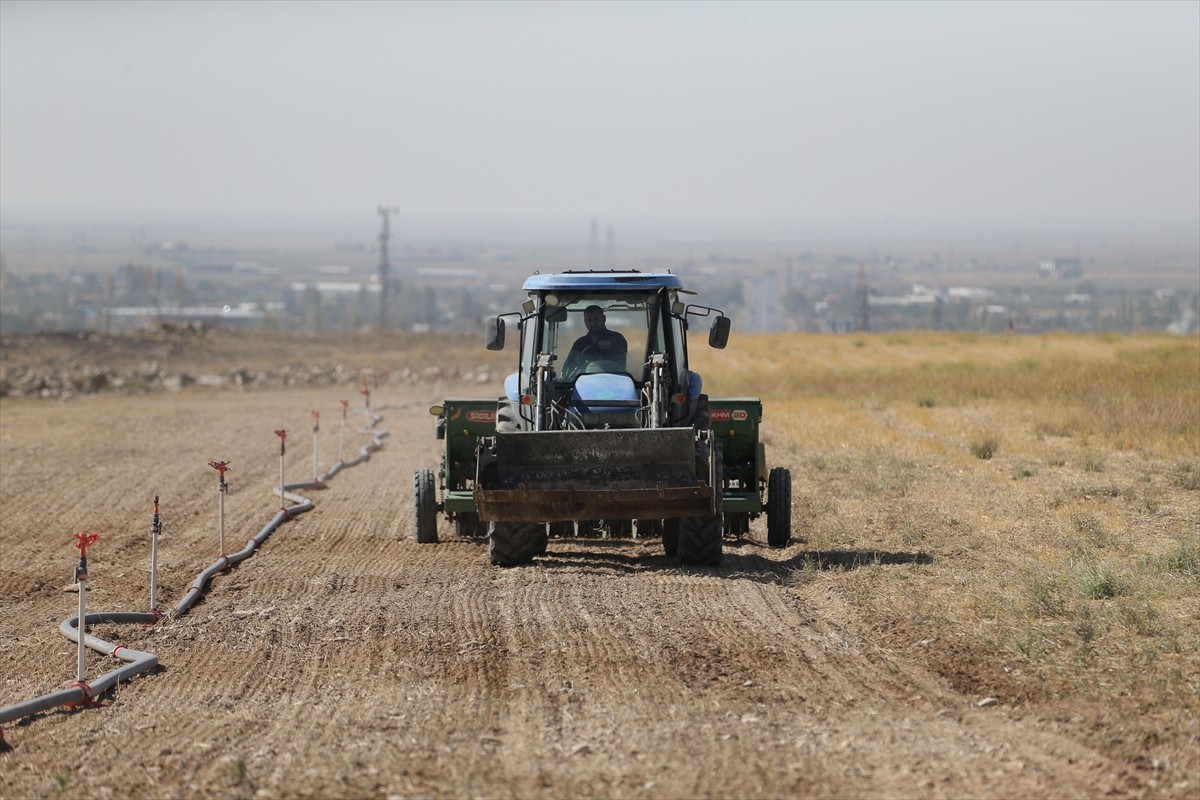 Niğde Ömer Halisdemir Üniversitesinin ıslah edilen arazilerinde yem bitkileri yetiştiriliyor.