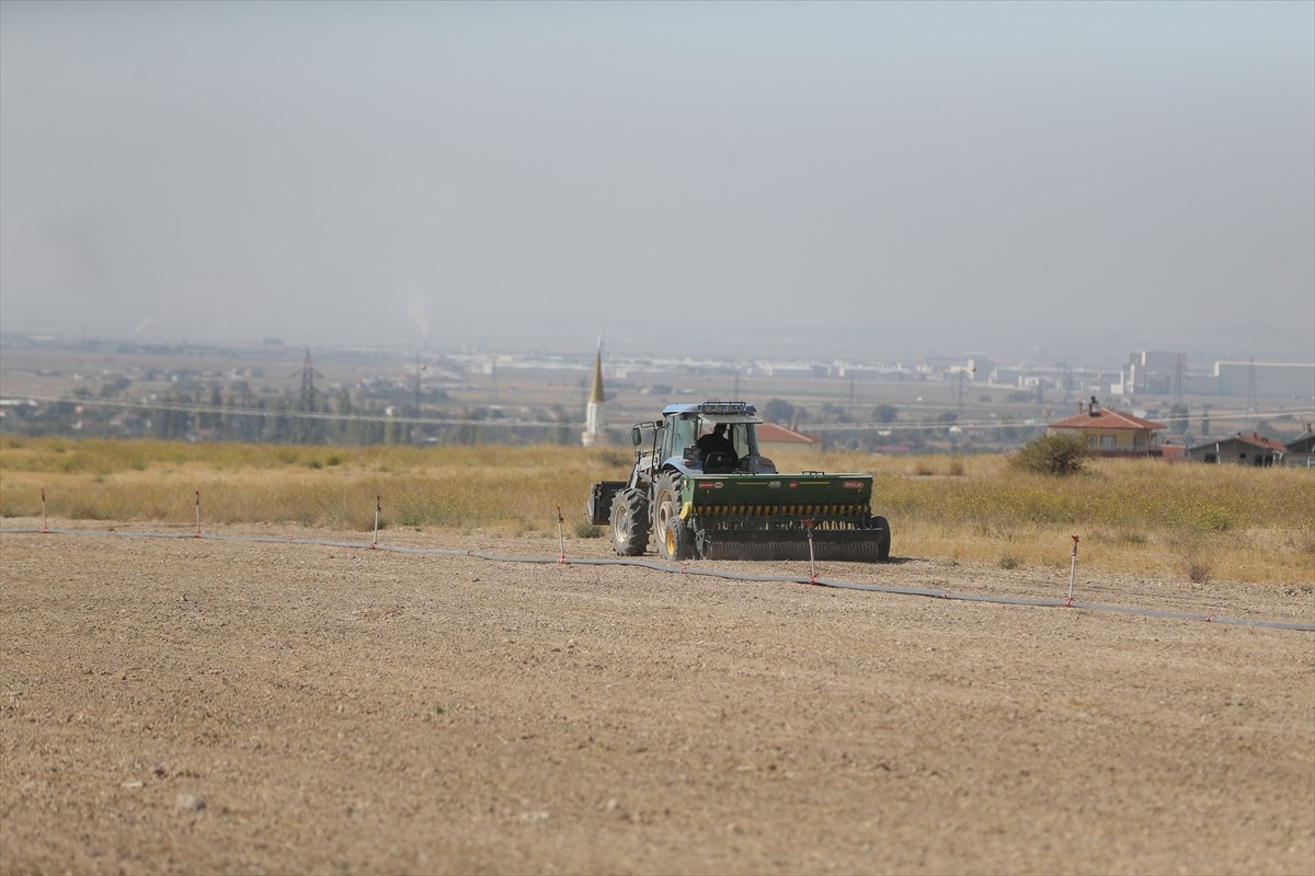 Niğde Ömer Halisdemir Üniversitesinin ıslah edilen arazilerinde yem bitkileri yetiştiriliyor.