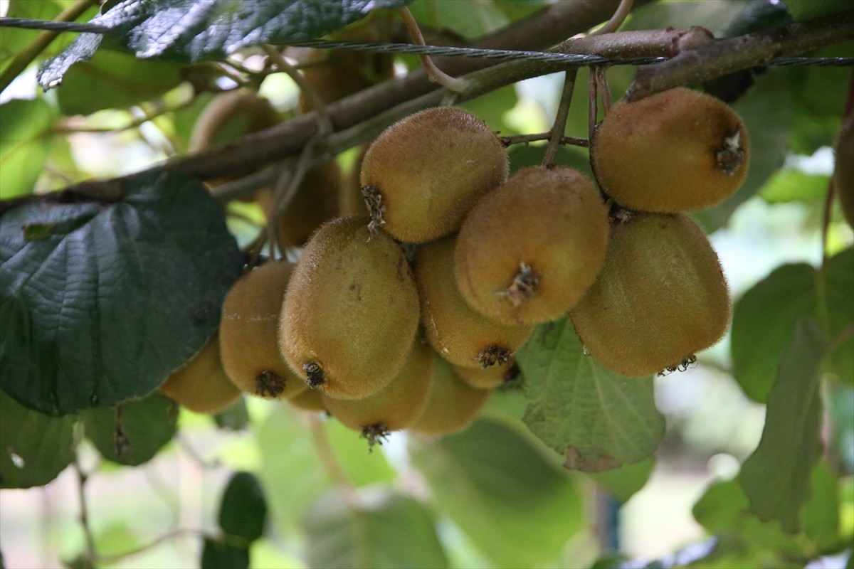 Ordu'da kasım ayında hasadına başlanması beklenen kivinin satış fiyatı belirlendi. Bu sezon...