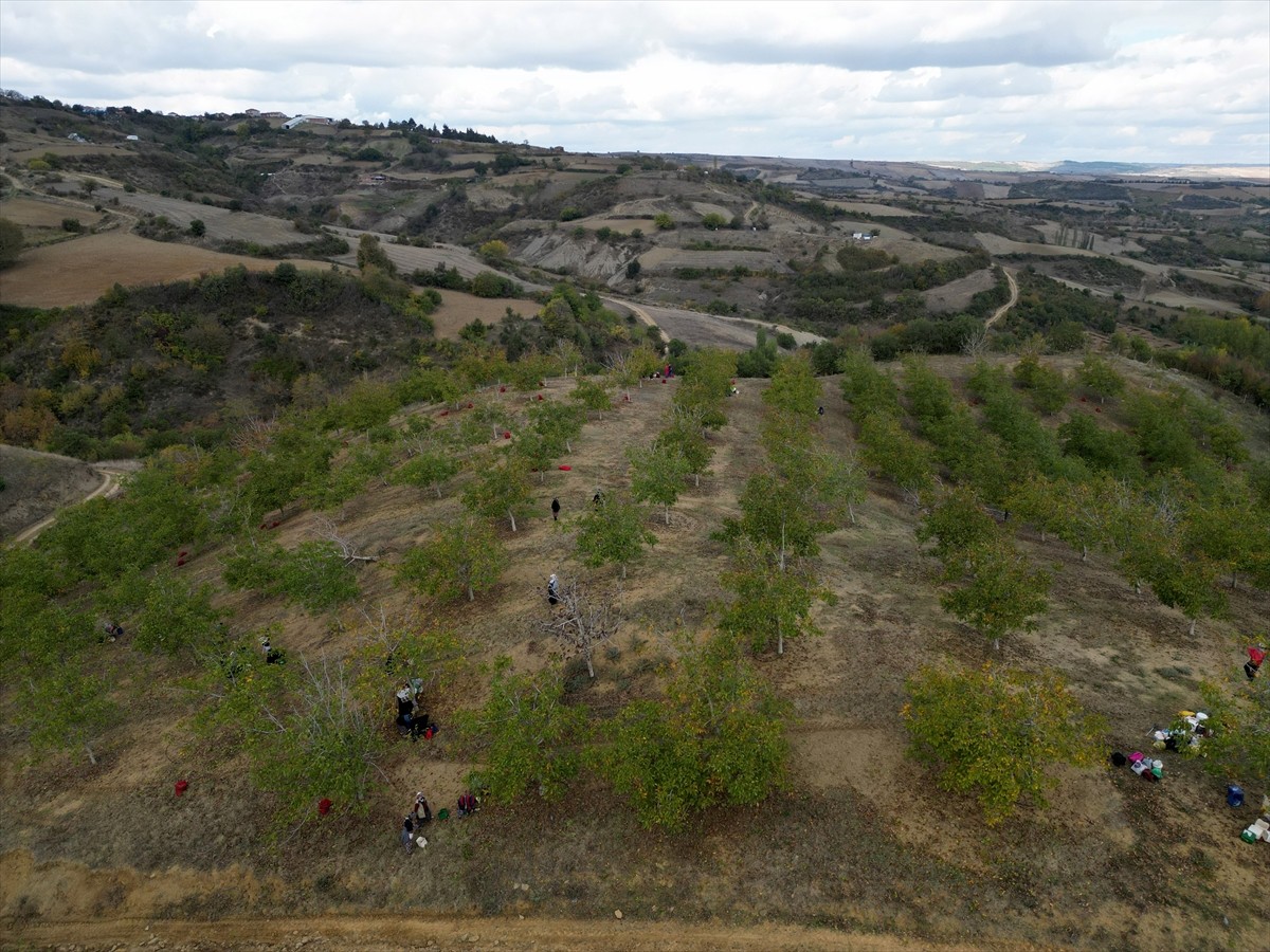 Tekirdağ'da bozuk orman arazisinde yetiştirilen cevizler toplanmaya başladı. Sabah saatlerinde...