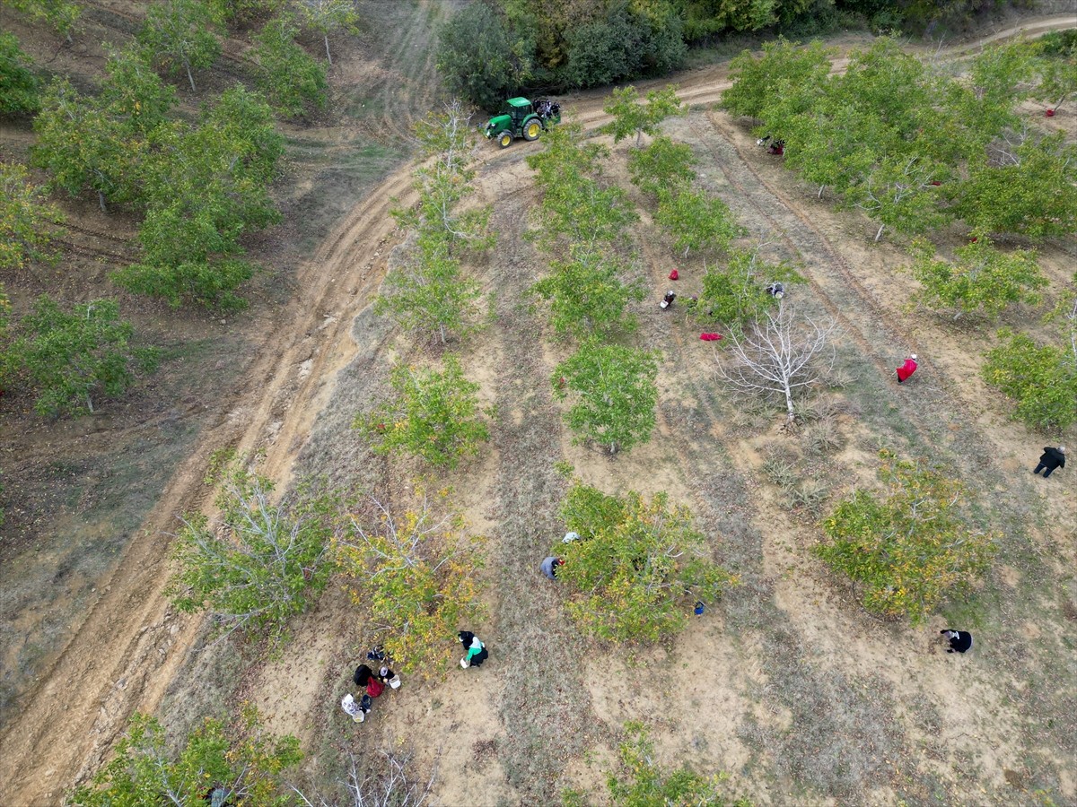 Tekirdağ'da bozuk orman arazisinde yetiştirilen cevizler toplanmaya başladı. Sabah saatlerinde...