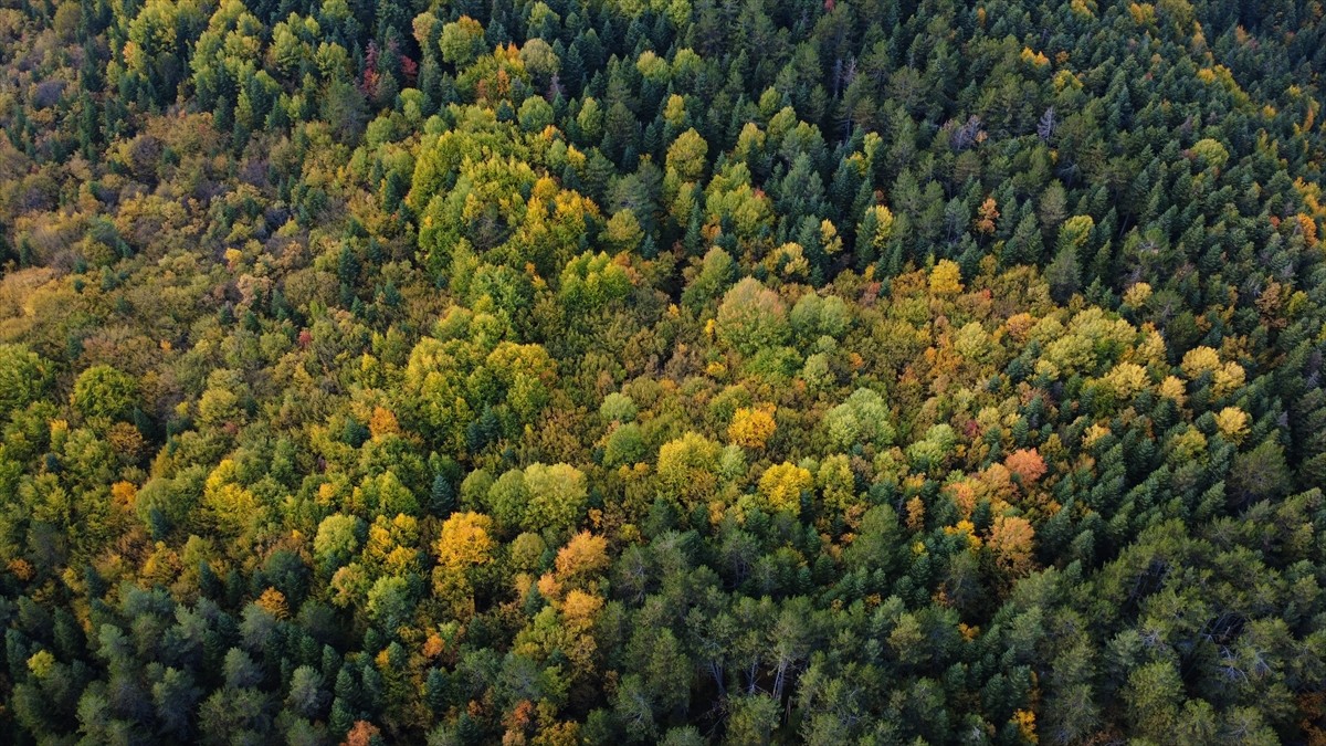 Türkiye'de yüz ölçümüne göre en fazla ormanlık alana sahip Karabük'te ağaçlara hakim olan güz...