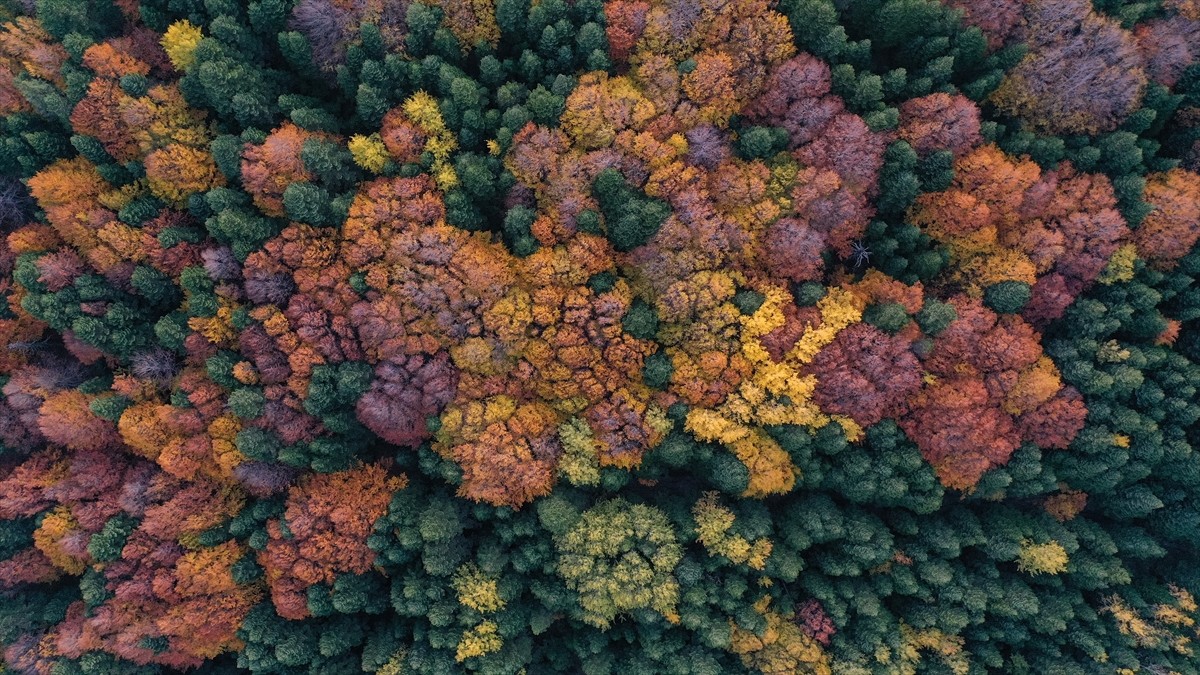 Türkiye'nin kayak ve kış turizminin önemli merkezlerinden Uludağ'ın ormanlarında, yeşil, sarı...