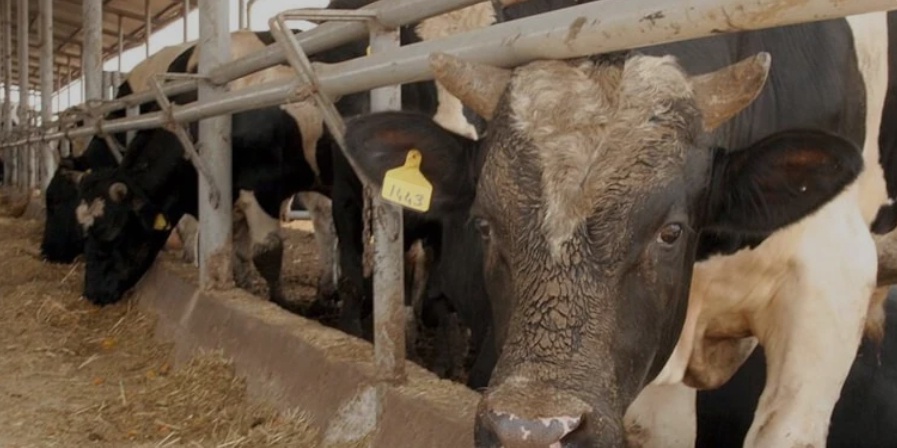 Türkiye'de Deli Dana Endişesi: İki Vaka Tespit Edildi