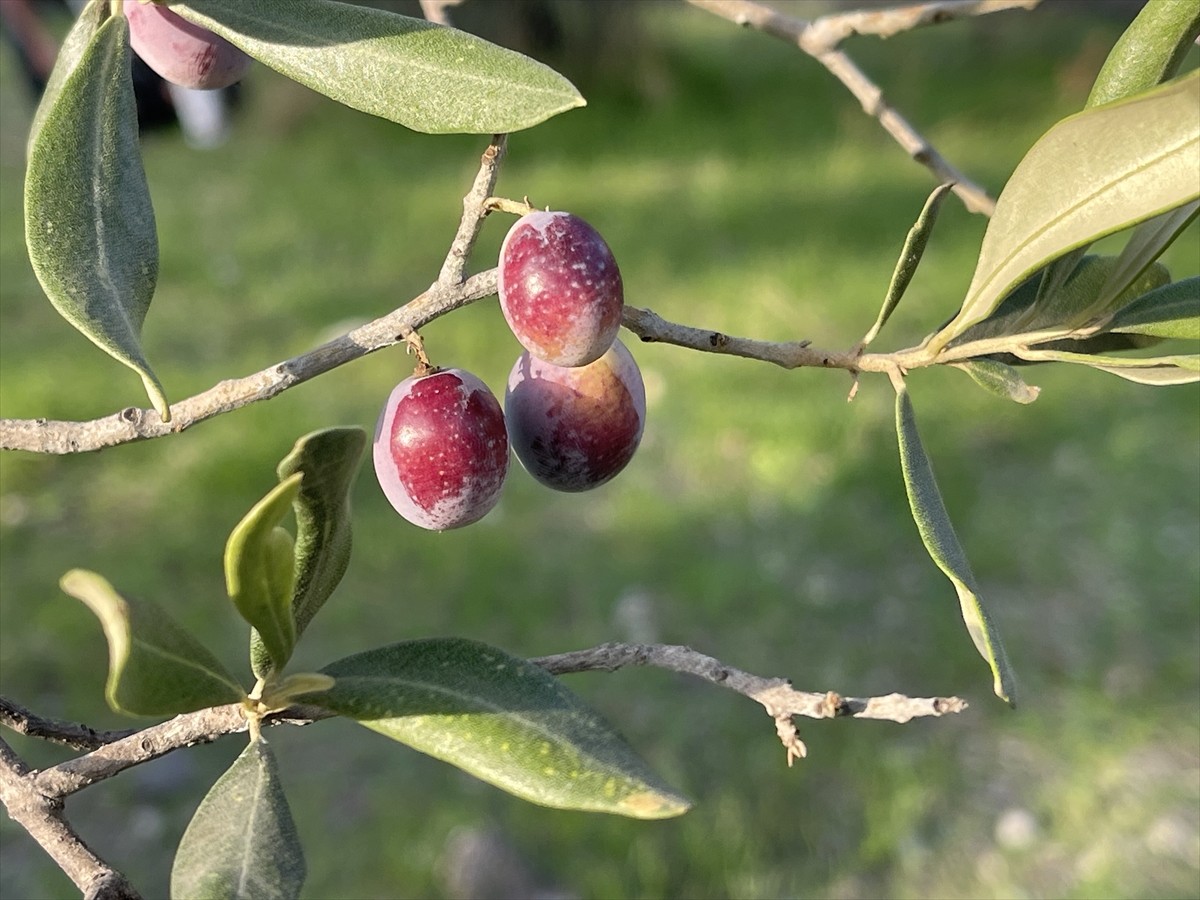 Ulusal Zeytin ve Zeytinyağı Konseyince (UZZK), 2025-2026 sezonunda 2 milyon 450 bin ton zeytin...