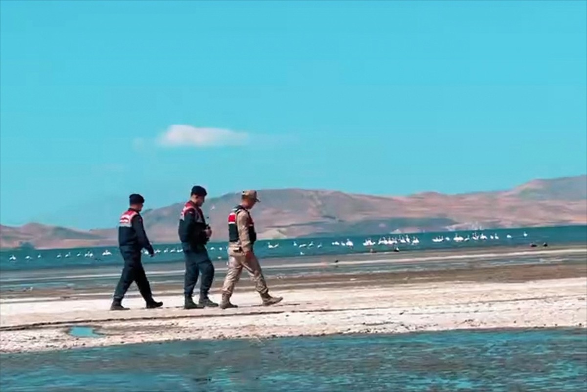 Van'da jandarma ekipleri, "kuş cenneti" olarak bilinen Erçek Gölü'nde konaklayan flamingoları...