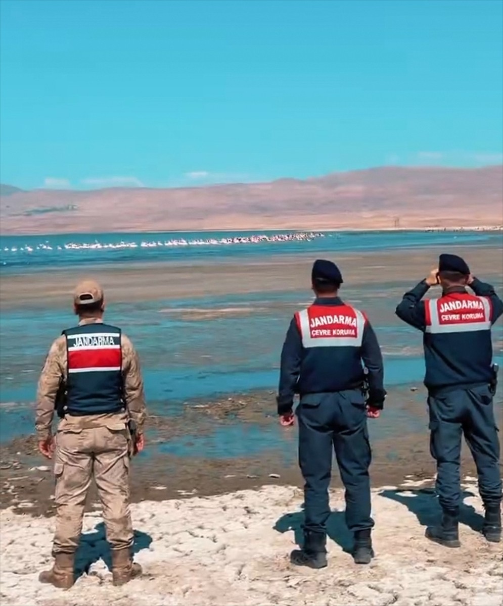 Van'da jandarma ekipleri, "kuş cenneti" olarak bilinen Erçek Gölü'nde konaklayan flamingoları...