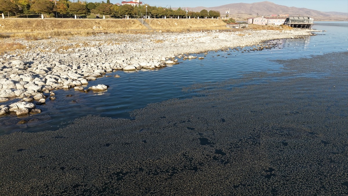 Van'ın Erciş ilçesinde Van Gölü'nün kıyıya yakın bazı noktalarında yosun tabakası oluştu....
