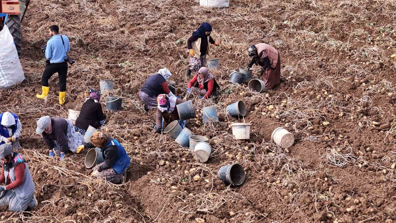 87 BİN DEKAR YEMEKLİK, 23 BİN DEKARLIK ALANDA İSE TOHUMLUK PATATES ÜRETİLEN SİVAS’IN İLK 5...