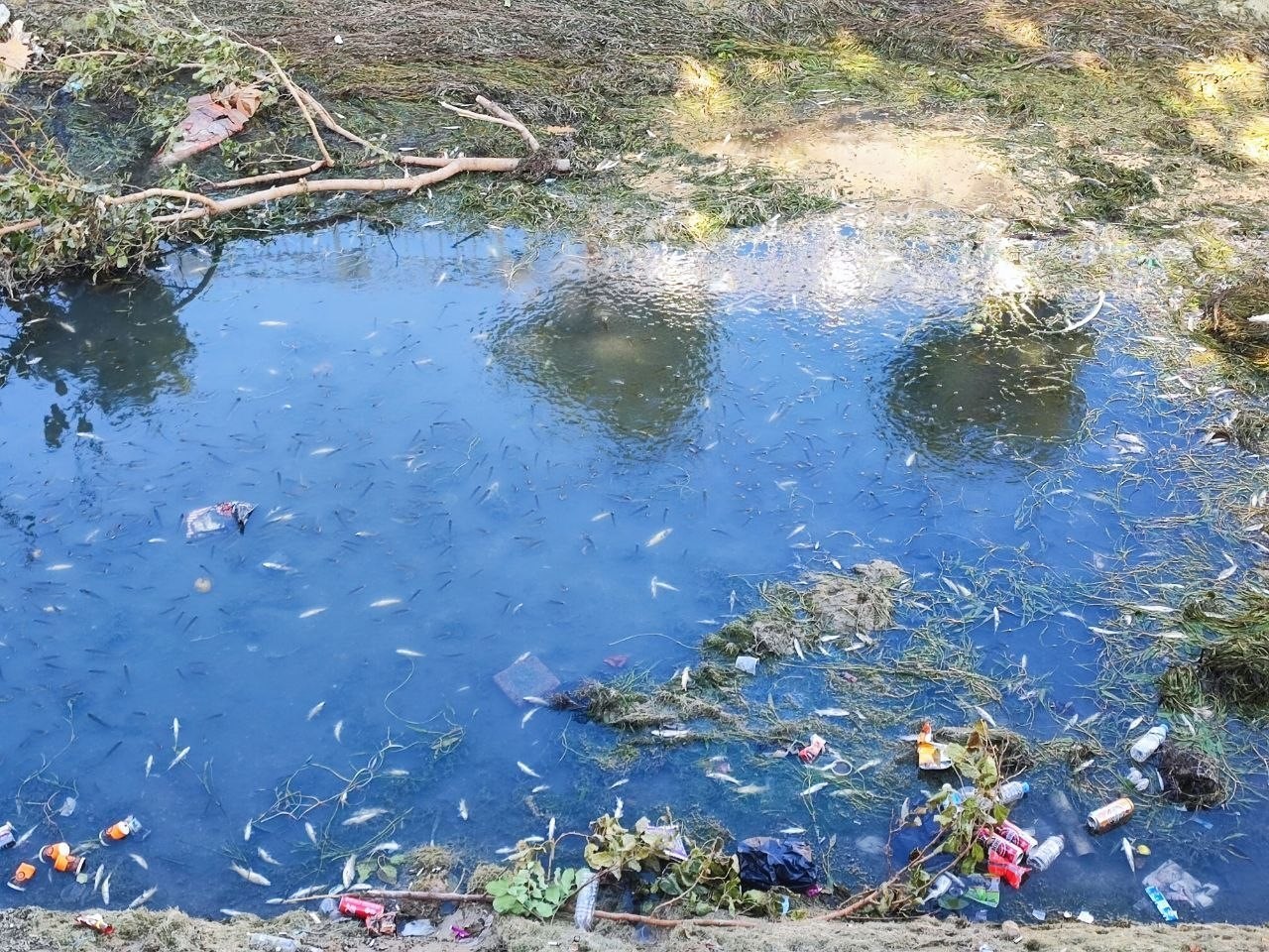 ADANA'DA SULAMA KANALINDA HEM KİRLİLİKTEN HEM DE SU SEVİYESİNİN ÇOK DÜŞÜK OLMASI İLE KİRLİLİKTEN...