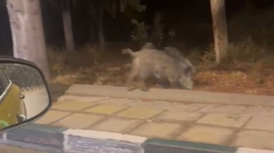 ADANA’DA ÇUKUROVA ÜNİVERSİTESİ YERLEŞKESİNDE DOMUZ GÖREN VATANDAŞLAR ŞAŞKINLIĞINI...