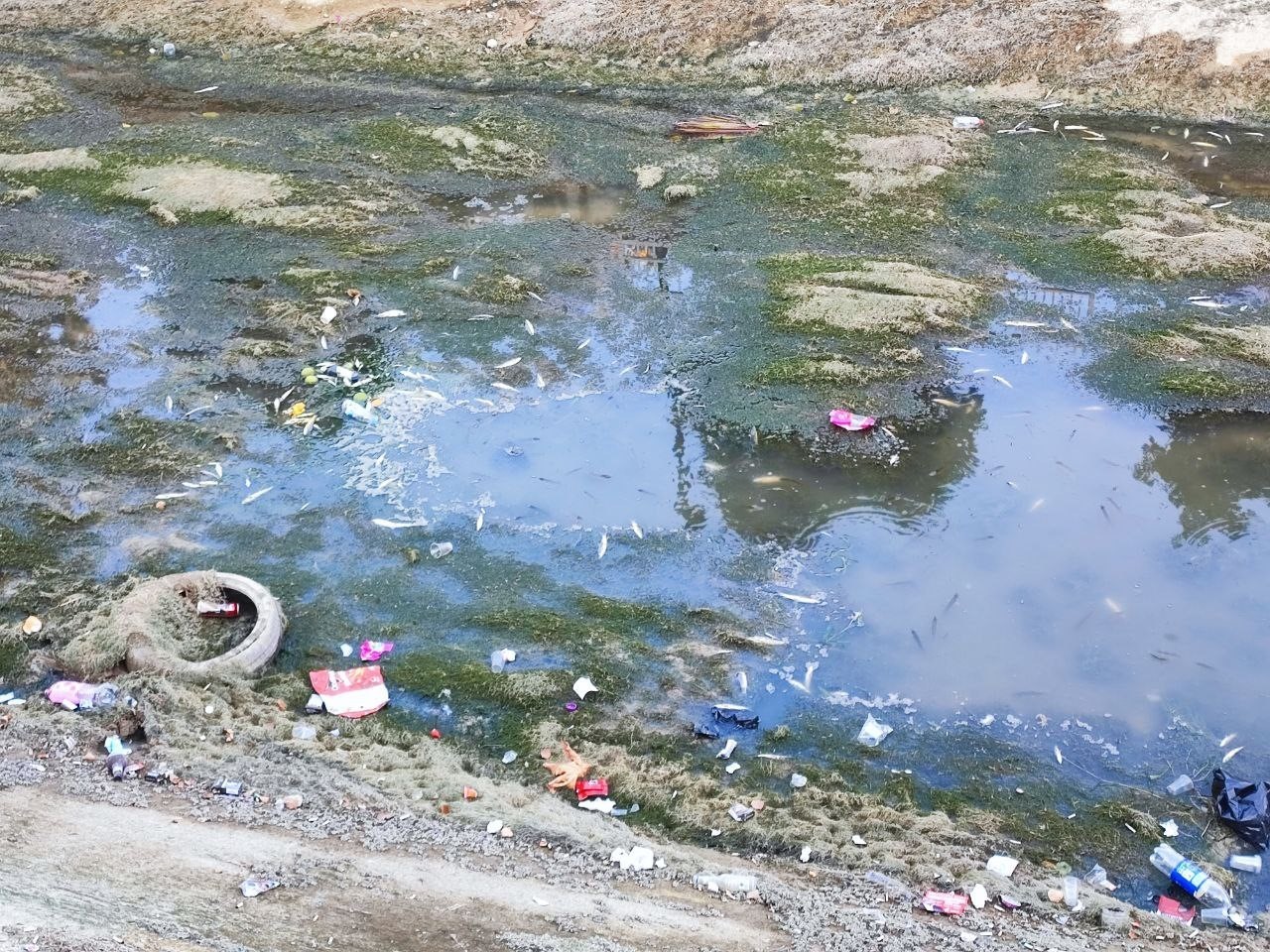 ADANA’DA KANALLARA SU VERİLMEDİĞİ İÇİN BALIKLAR TELEF OLMAYA DEVAM EDİYOR.