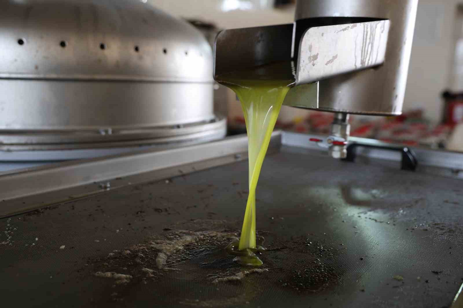 ADANA’NIN KOZAN İLÇESİNDE ZEYTİN HASADININ TAMAMLANMASININ ARDINDAN FABRİKALARDA ZEYTİNİN YAĞ...