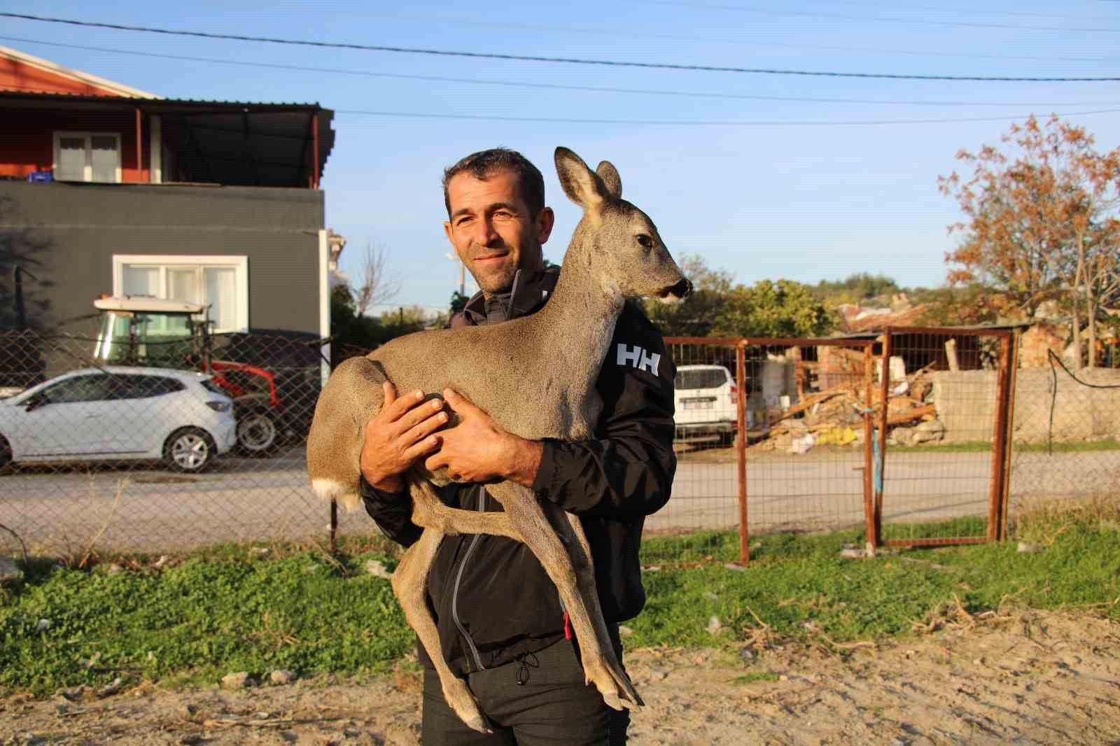 ADETA EVCİL HAYVAN GİBİ İNSANLARALA SAMİMİ OLAN KARACA KÖYÜN MASKOTU OLDU.