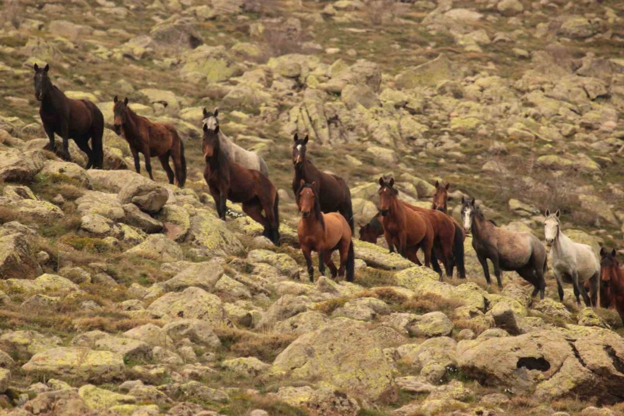 AFYONKARAHİSAR'DA KUMALAR DAĞIN DA ÇEKİLEN YILKI ATLARI İLE BULUTLARIN DANSI GÖRÜNTÜSÜ GÖRENLERİN...