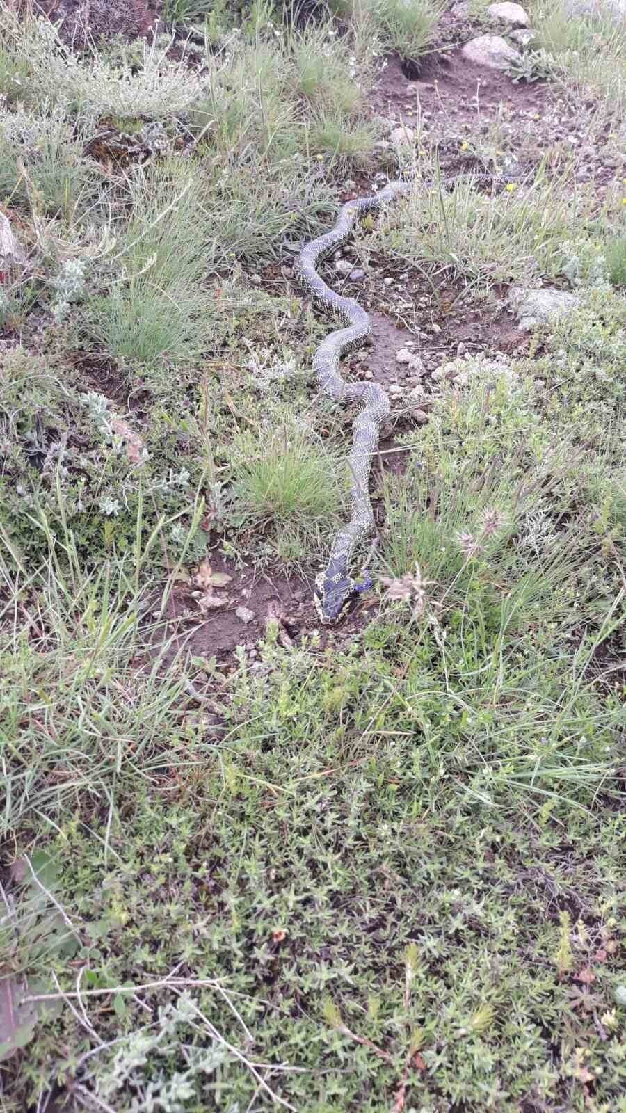 AFYONKARAHİSAR’IN ŞUHUT İLÇESİNDE BULUNAN ORTA PINAR YAYLASINDA ENGEREK YILANI GÖRÜLDÜ. YAYLADA...