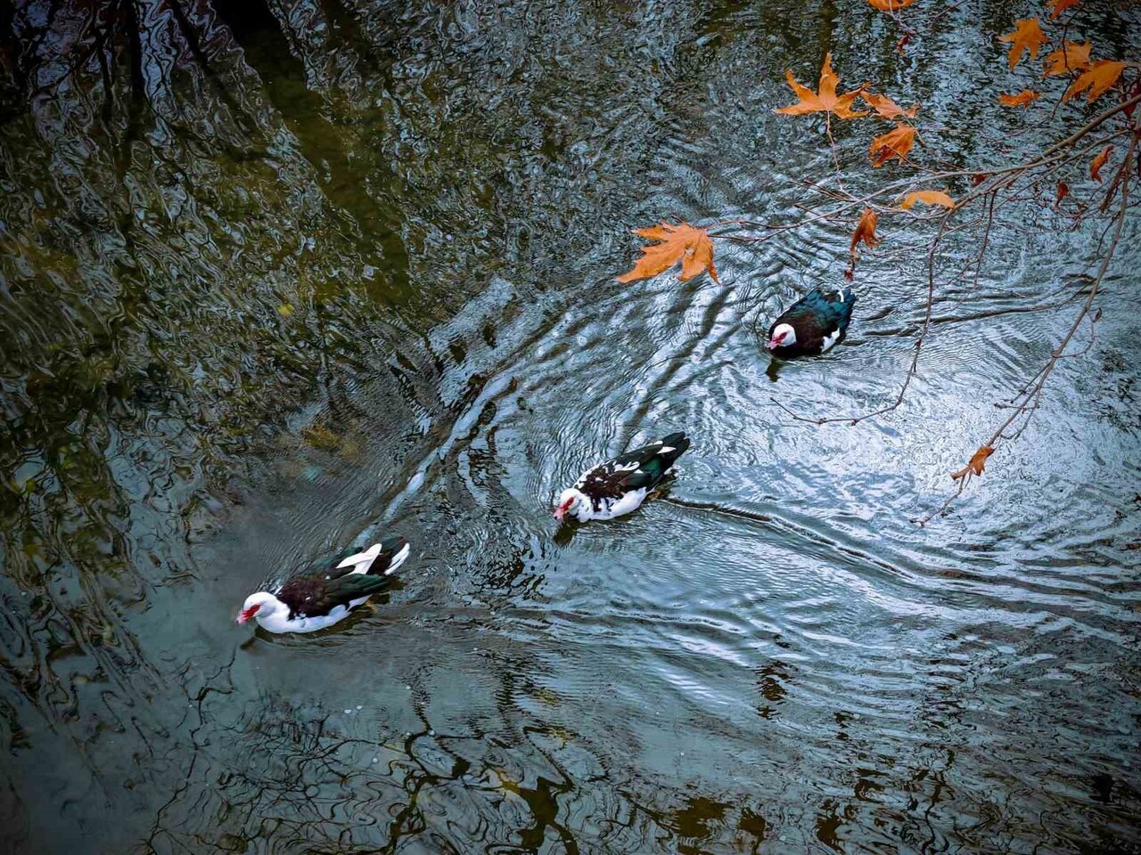 AĞAÇLARIN OLUŞTURDUĞU RENK CÜMBÜŞÜ, GÖRENLERİ HAYRAN BIRAKIYOR