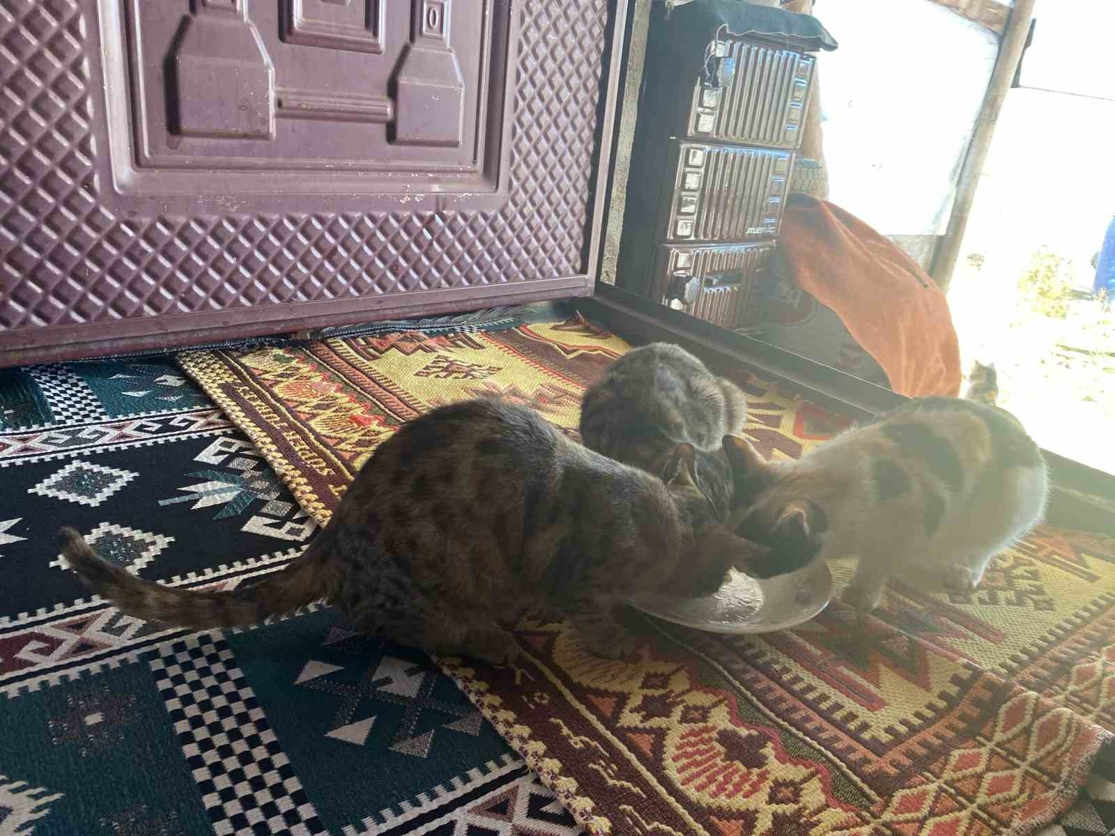 AĞRI'DA YAŞAYAN VE SOKAK HAYVANLARINI YALNIZ BIRAKMAYAN SEREN ALBAY, EVİNE ALDIĞI KEDİLERİ ...