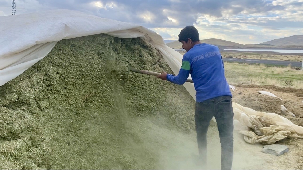 AĞRI’DA BESİCİLER KIŞ HAZIRLIKLARINA BAŞLADI