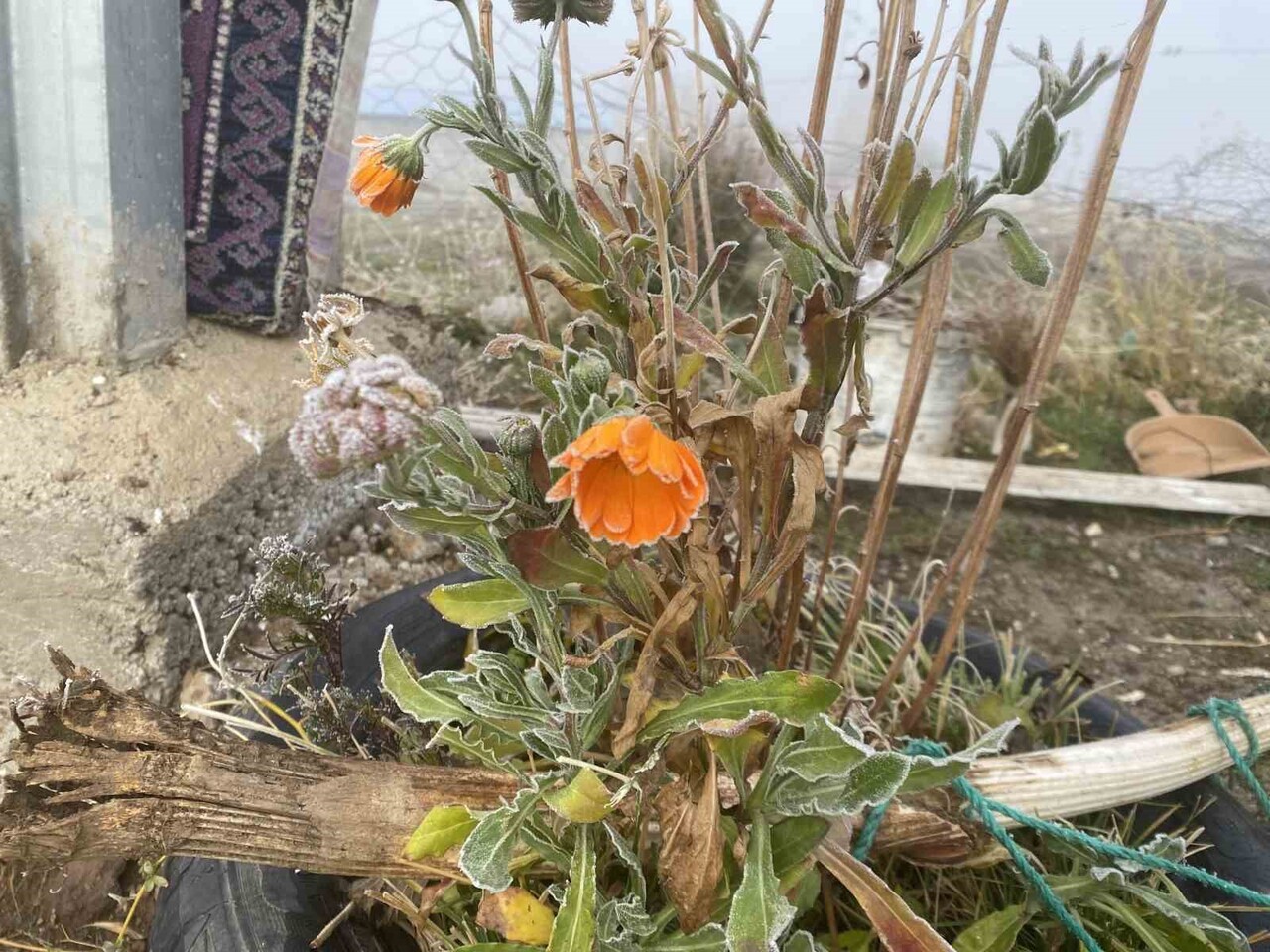 AĞRI’DAKIRAĞI ETKİLİ OLDU