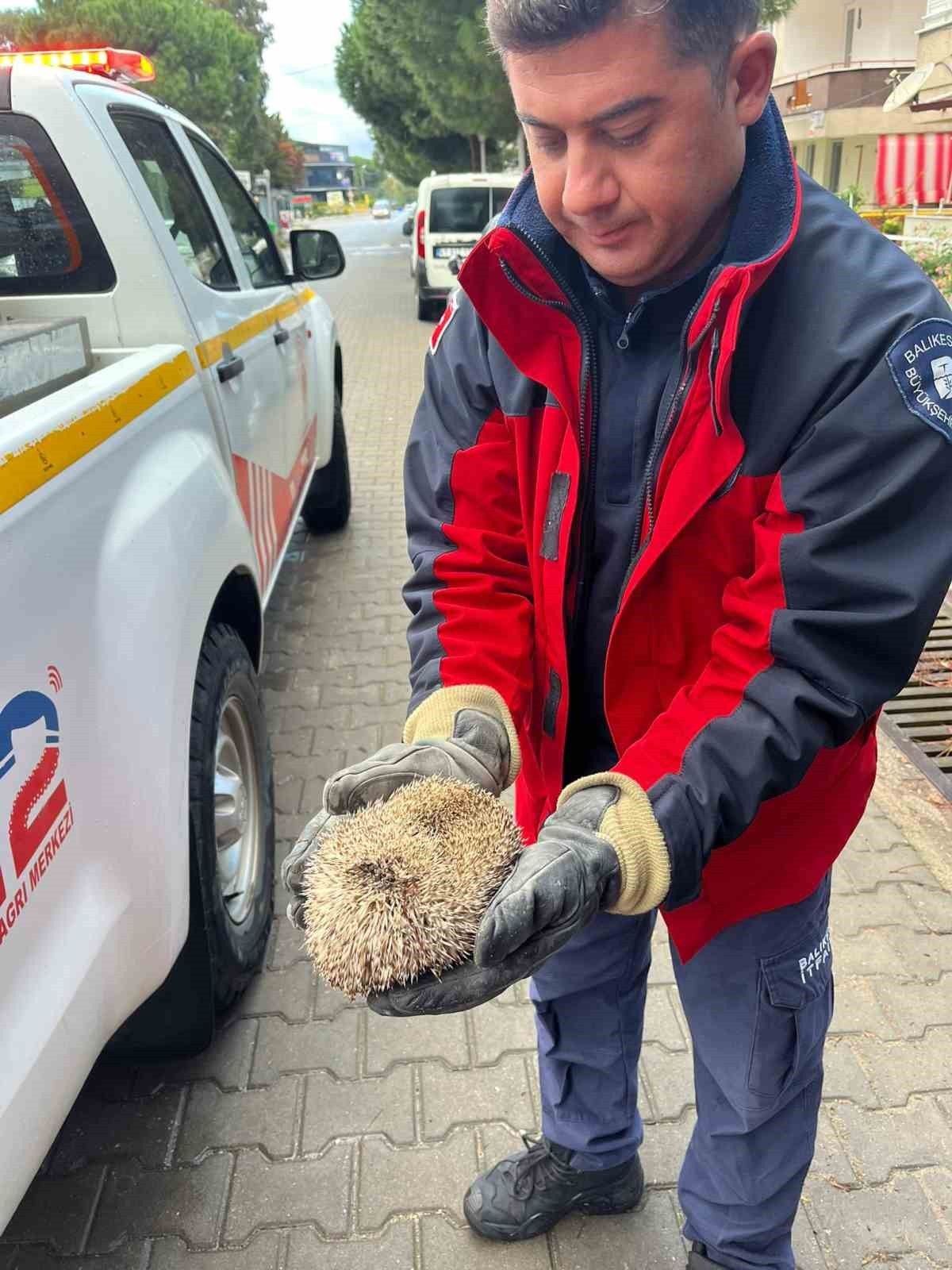 ALIKESİR’İN BURHANİYE İLÇESİNDE BİR YAĞMUR GİDERİ MAZGALINA SIKIŞAN KİRPİ, İTFAİYE EKİPLERİNİN...