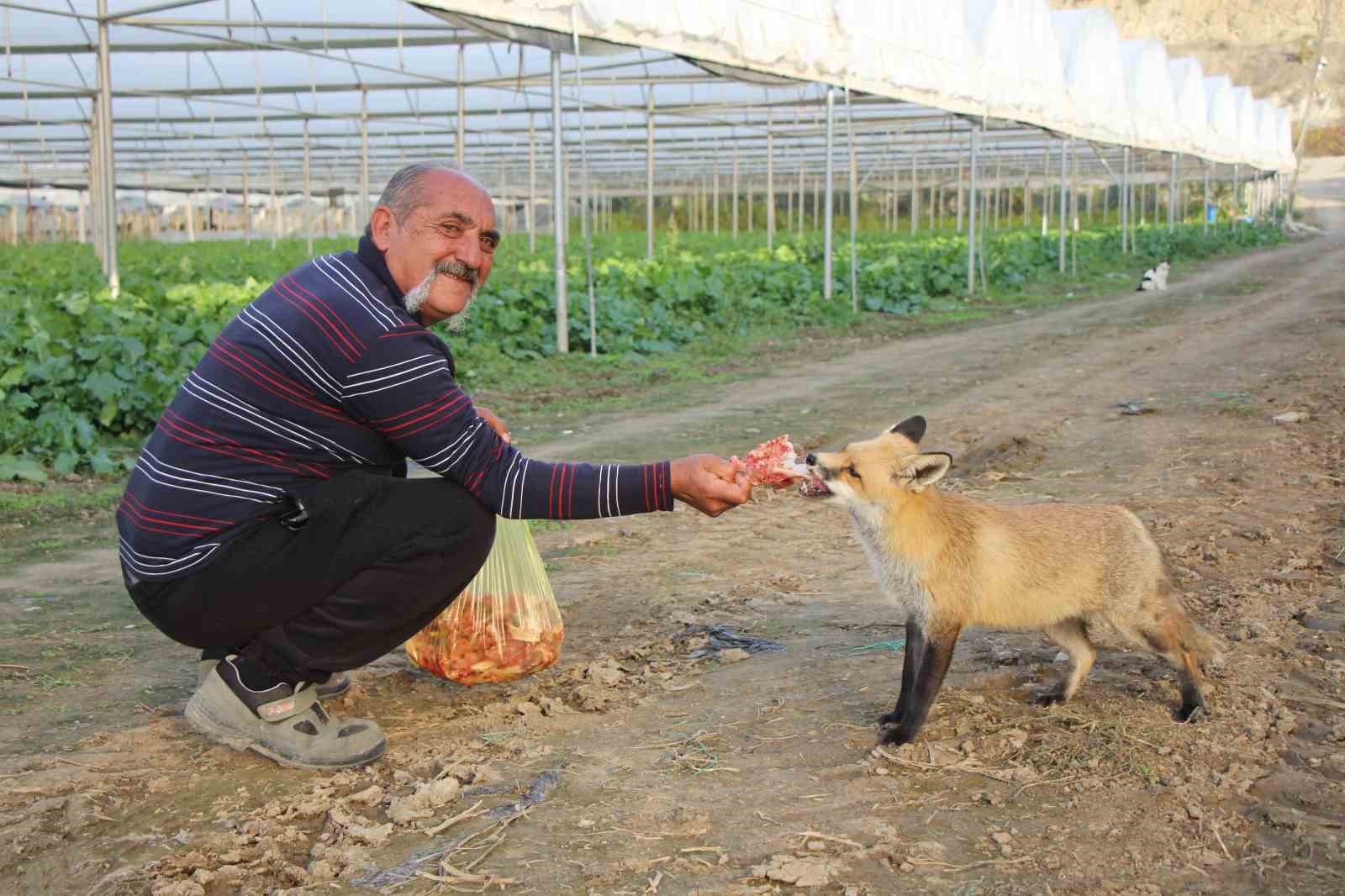 AMASYA’DA BİR ÇİFTÇİ BÜYÜTÜP BESLEDİĞİ TİLKİ İLE SIRA DIŞI DOSTLUK KURDU. SEBZELERİN...