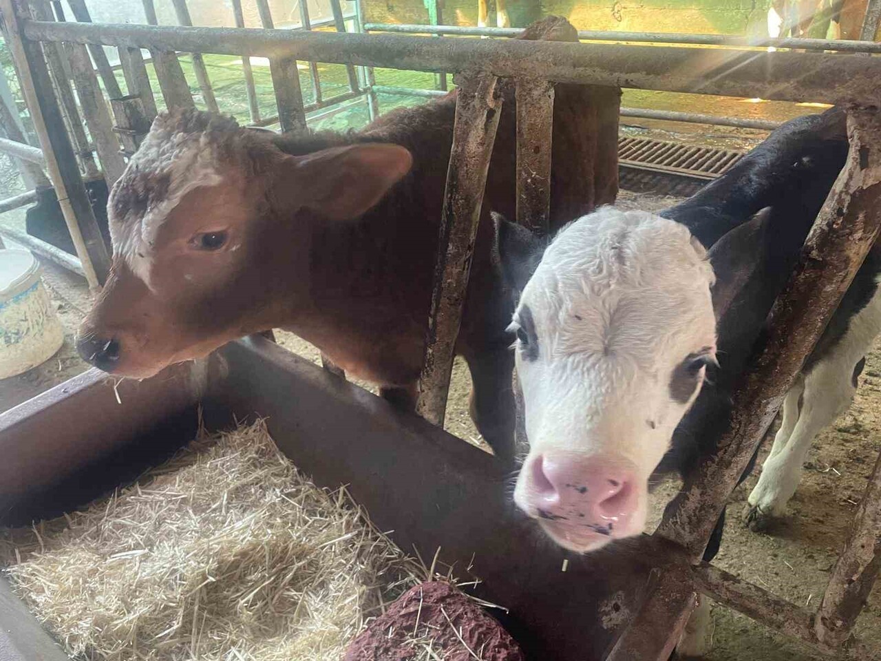 AMERİKA TARIM BAKANLIĞI (USDA), DÜNYANIN EN BÜYÜK İKİNCİ CANLI HAYVAN İTHALATÇISI OLAN...