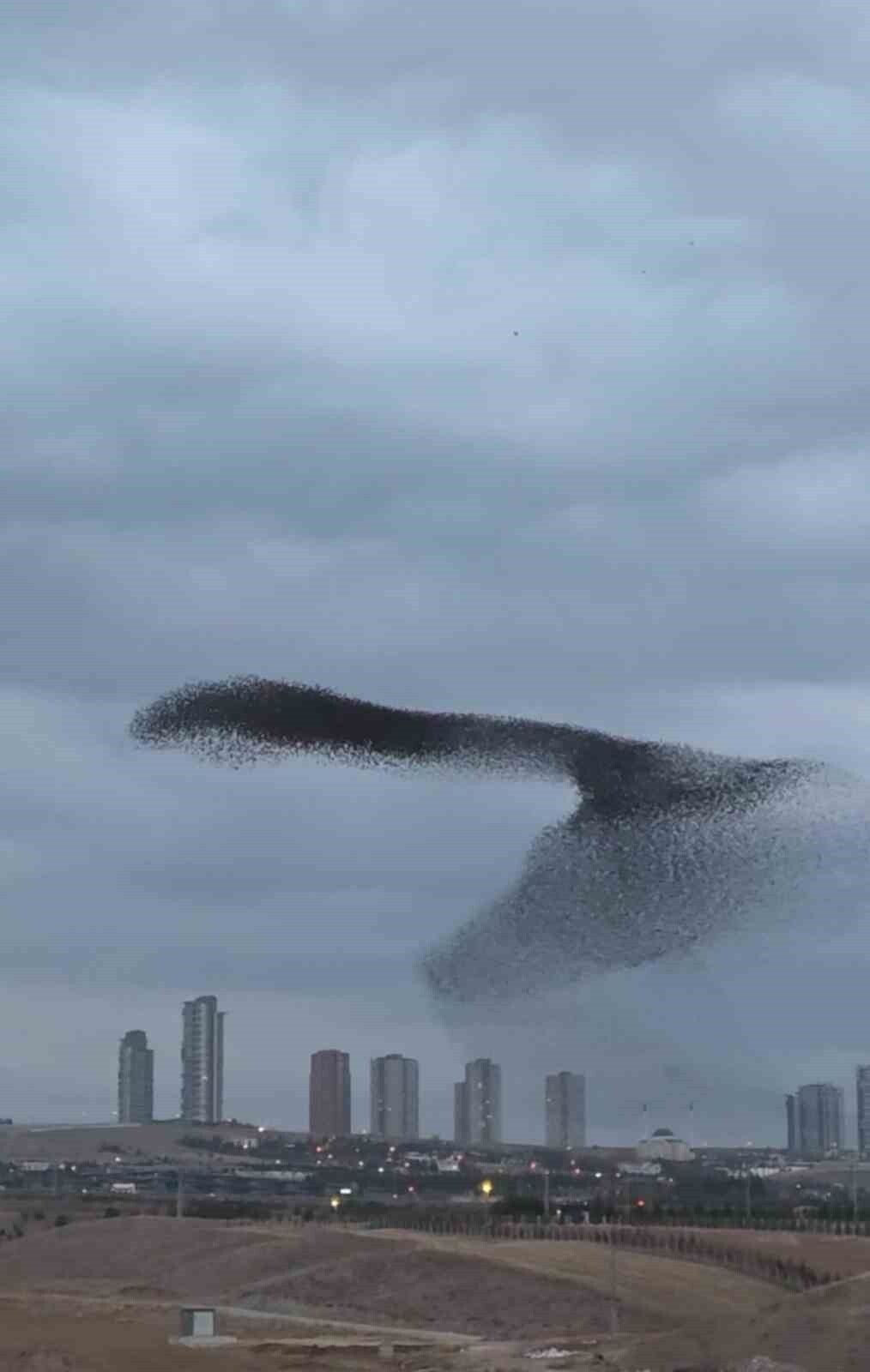 ANKARA’DA AKŞAM SAATLERİNDE GÖKYÜZÜNDE ADETA DANS EDEN SIĞIRCIK KUŞLARININ YENİ GÖRÜNTÜLERİ ORTAYA...