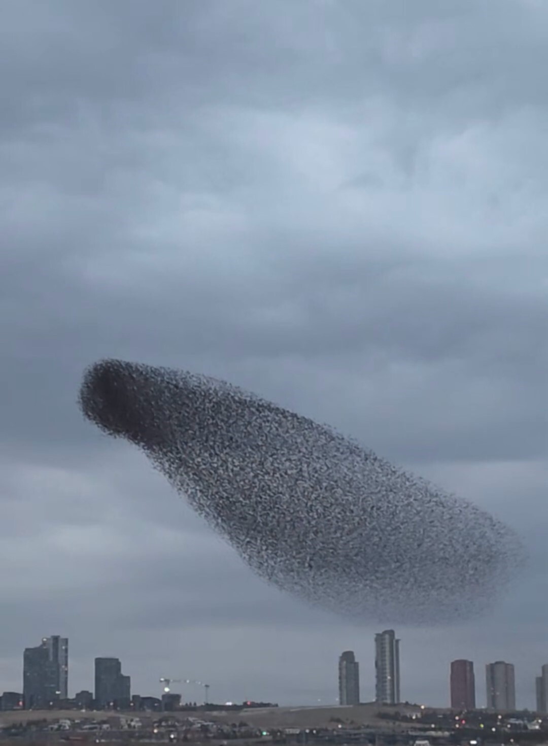 ANKARA’DA AKŞAM SAATLERİNDE GÖKYÜZÜNDE ADETA DANS EDEN SIĞIRCIK KUŞLARININ YENİ GÖRÜNTÜLERİ ORTAYA...