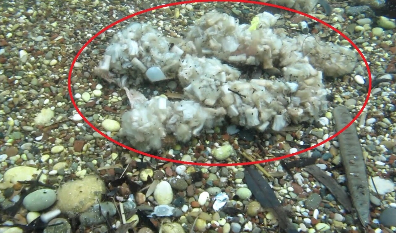 ANTALYA'DA ÇEVREYE ATILIP DENİZE ULAŞAN SİGARA İZMARİTLERİNİN FİLTRE KISMI, SUYUN ETKİSİYLE AÇILIP...