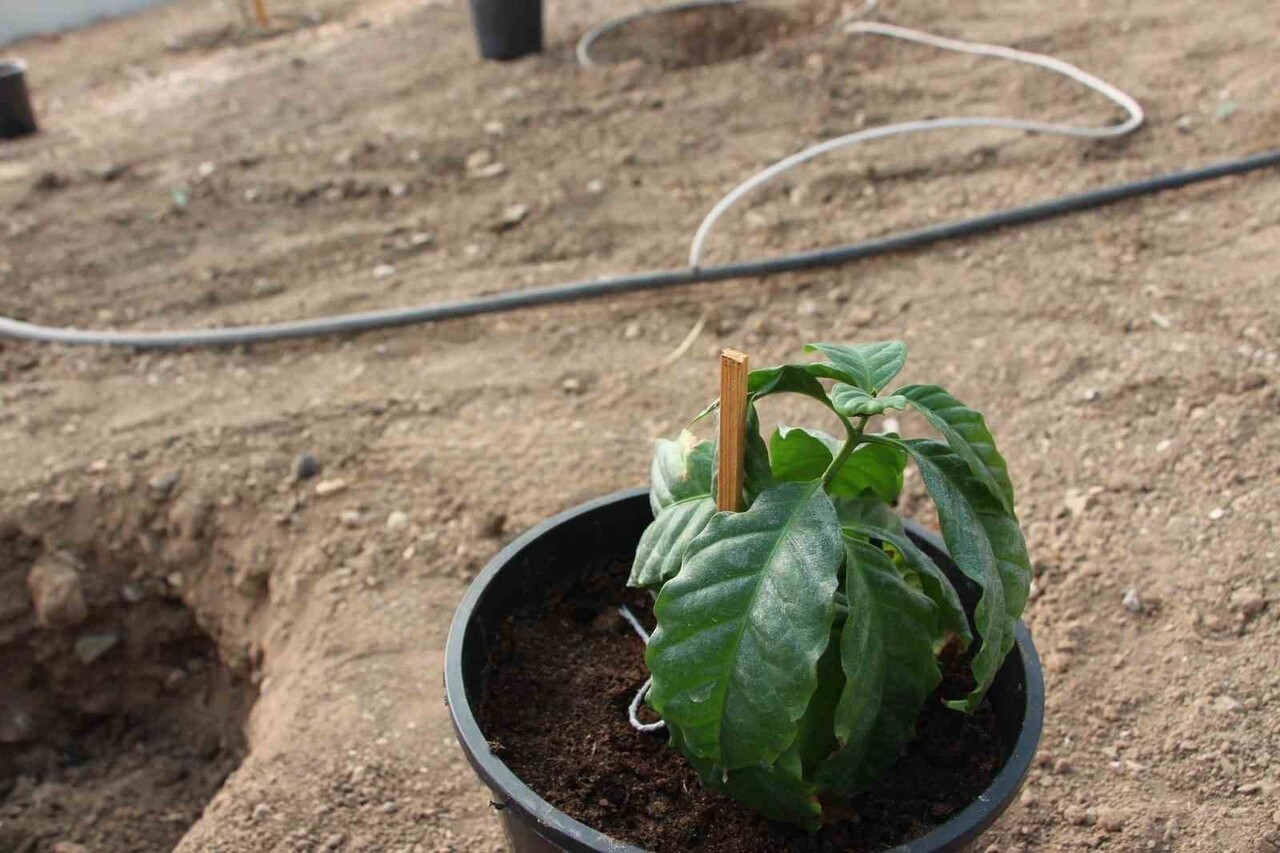 ANTALYA'NIN KUMLUCA İLÇESİNDE AKDENİZ ÜNİVERSİTESİ KUMLUCA MESLEK YÜKSEK OKULU TROPİKAL MEYVE...