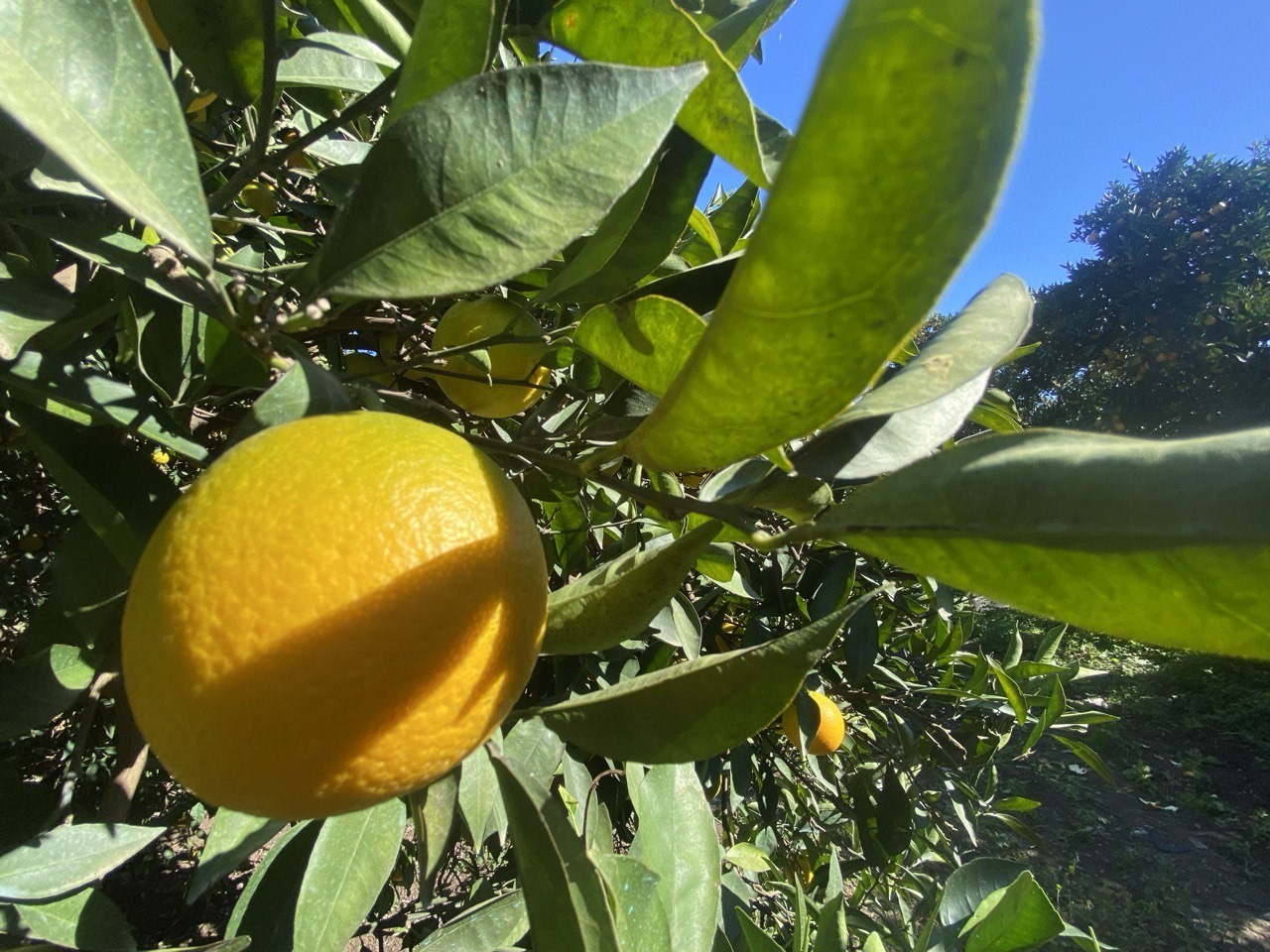 ANTALYA’NIN FİNİKE İLÇESİNDE NARENCİYE HASADI BAŞLADI. BU YIL YAKLAŞIK 250 BİN TON REKOLTE...