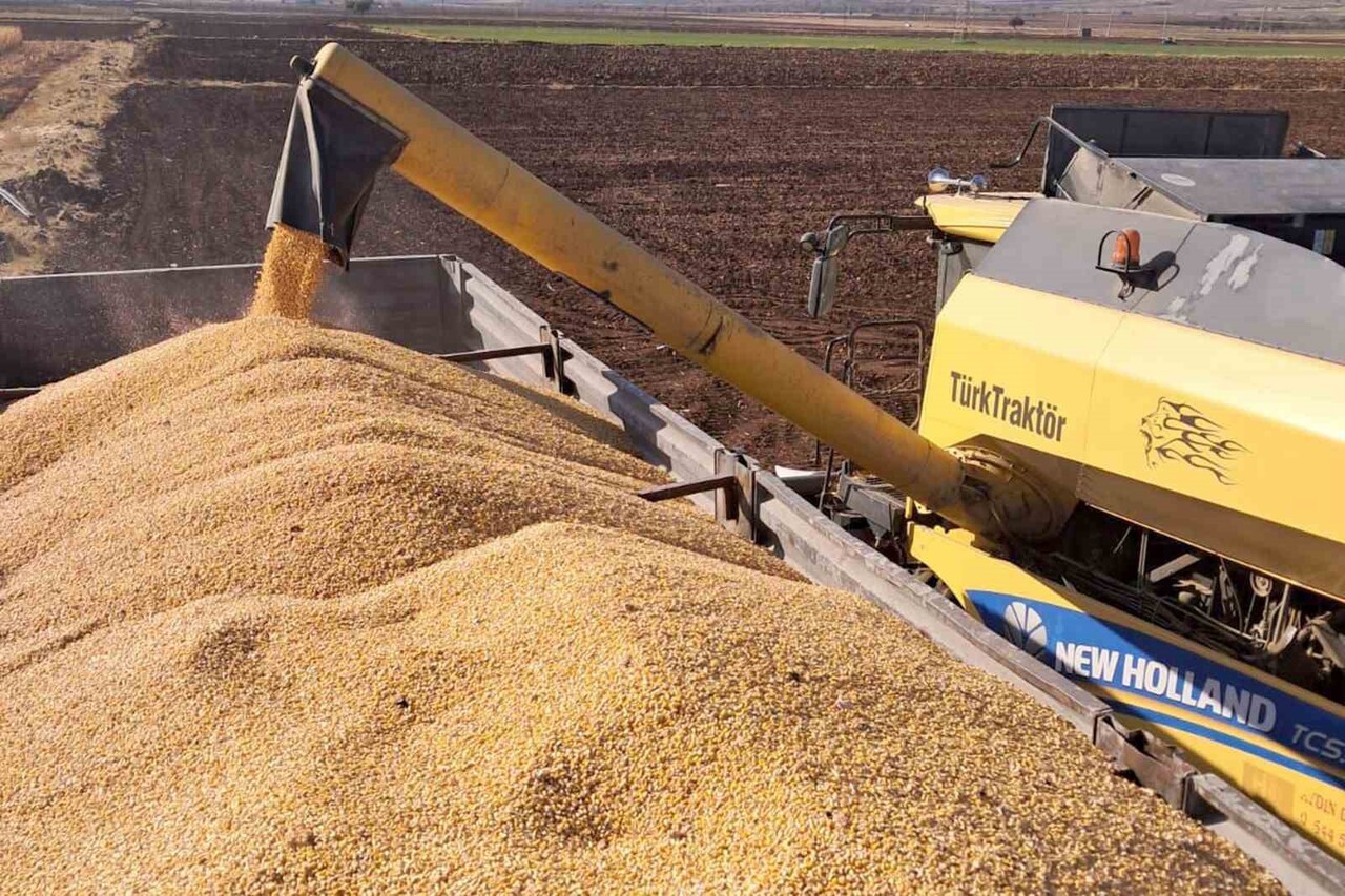 ARABAN OVASI’NDA MISIR HASADINA BAŞLANDI