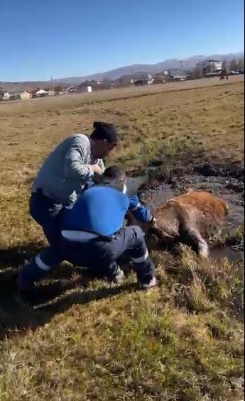 ARDAHAN’DA BATAKLIĞA SAPLANAN BÜYÜKBAŞ HAYVAN, ARAS EDAŞ ARIZA EKİPLERİNCE KURTARILDI.