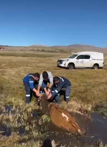 ARDAHAN’DA BATAKLIĞA SAPLANAN BÜYÜKBAŞ HAYVAN, ARAS EDAŞ ARIZA EKİPLERİNCE KURTARILDI.