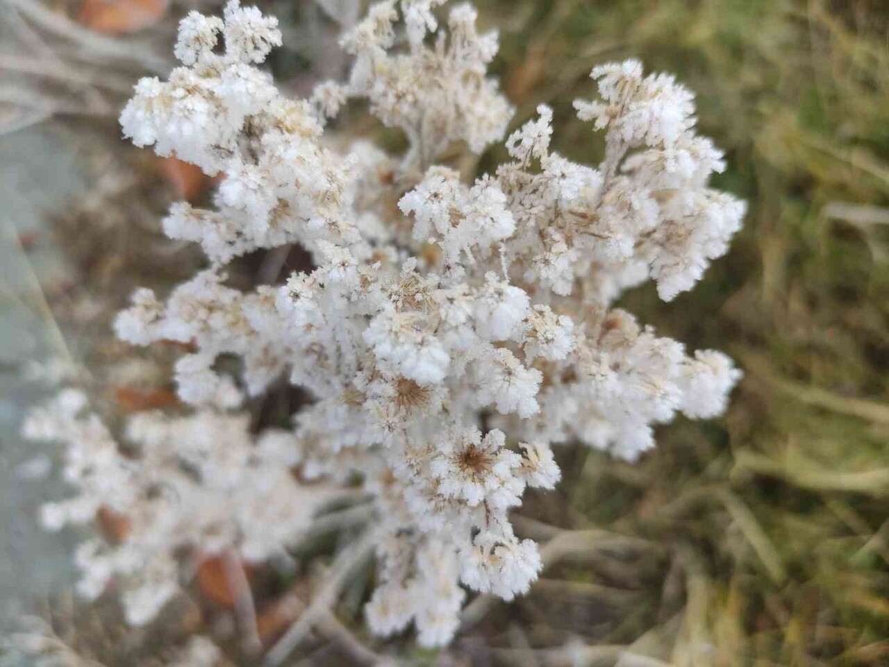 ARDAHAN’DA HAVA SICAKLIĞININ GECE EKSİ 13 DERECEYE KADAR DÜŞTÜĞÜ GÖLE İLÇESİNDE BİTKİ VE AĞAÇLAR...