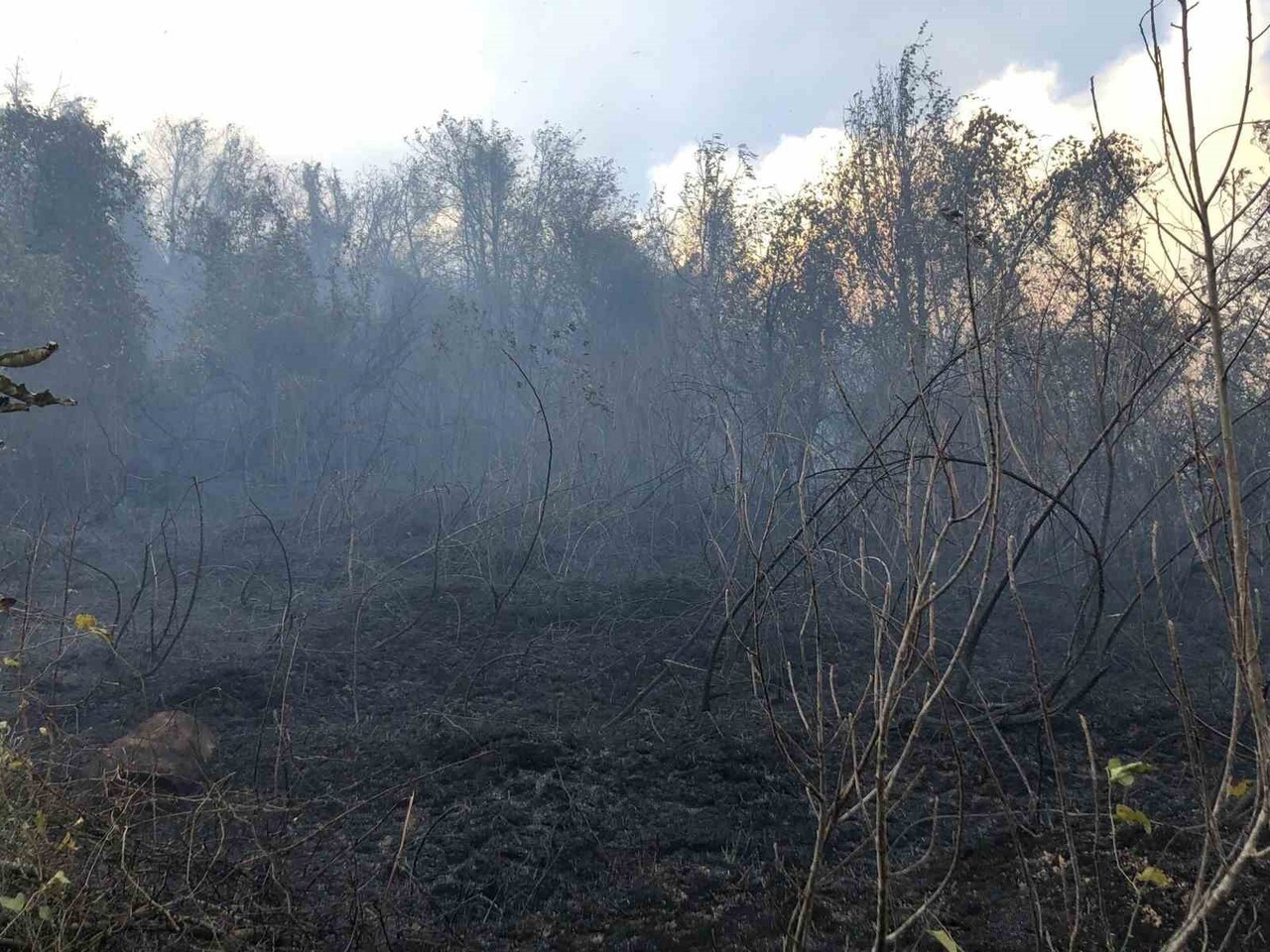 ARTVİN’İN HOPA İLÇESİNDE ZİRAAT ALANINDA BAŞLAYAN YANGIN RÜZGÂRIN ETKİSİYLE ORMANA SIÇRAYARAK...