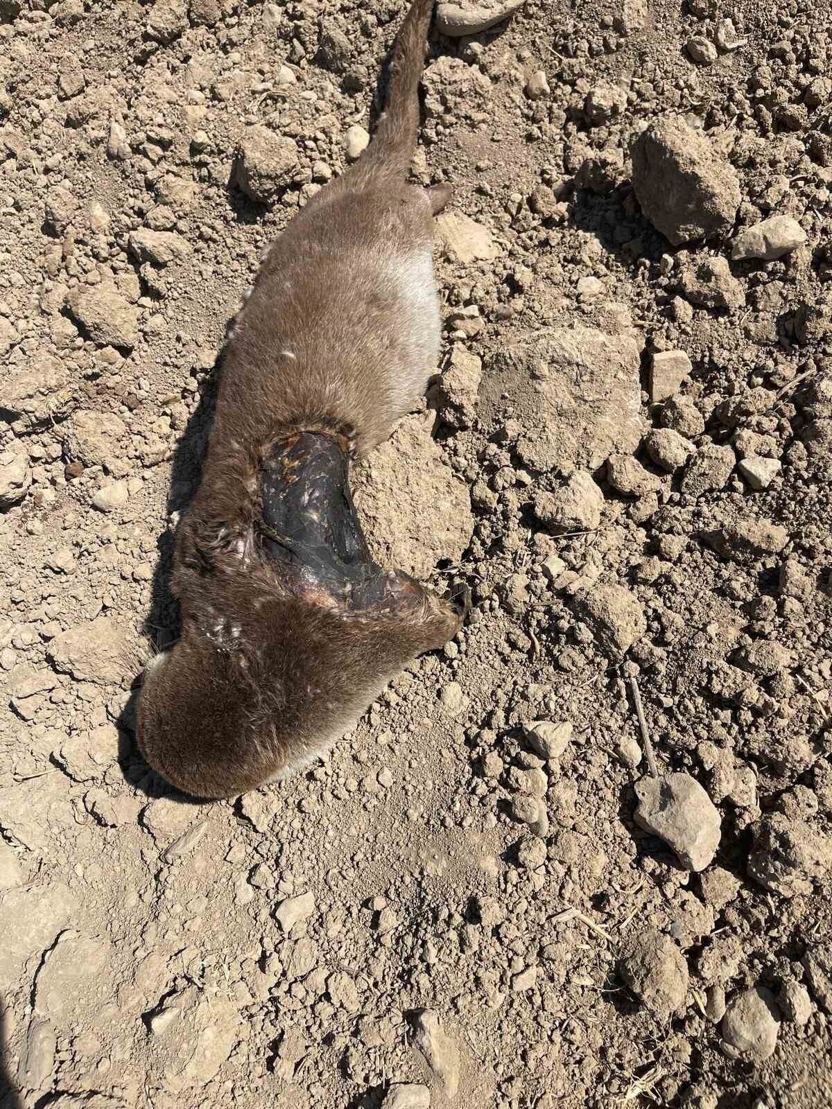 ATMAN'IN GERCÜŞ İLÇESİNDE NESLİ TÜKENME TEHLİKESİ ALTINDAKİ SU SAMURU, ARAZİDE TELEF OLMUŞ HALDE...