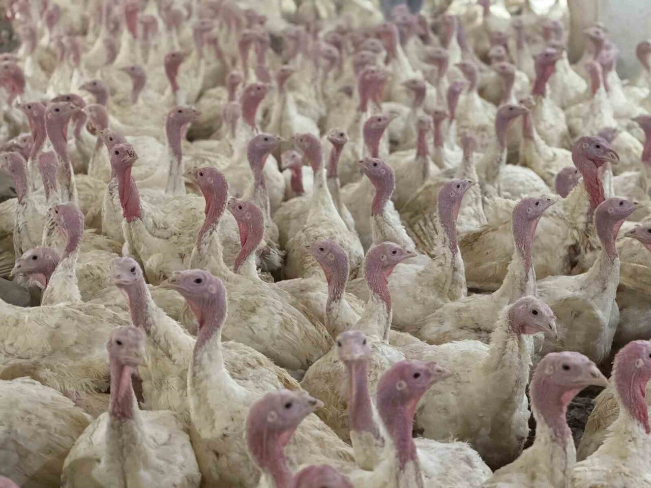 AVRUPA GENELİNDE ARTAN YÜKSEK PATOJENİTELİ KUŞ GRİBİ (HPAI) VAKALARI NEDENİYLE BOLU İL TARIM VE...