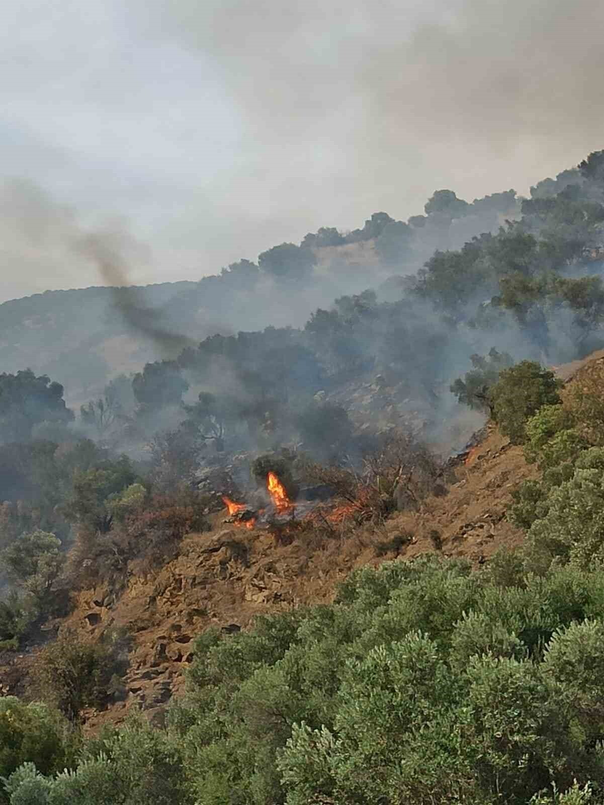AYDIN'IN BOZDOĞAN İLÇESİNDE ÇIKAN VE RÜZGARIN ETKİSİYLE BÜYÜYEN ORMAN YANGININA MÜDAHALE...