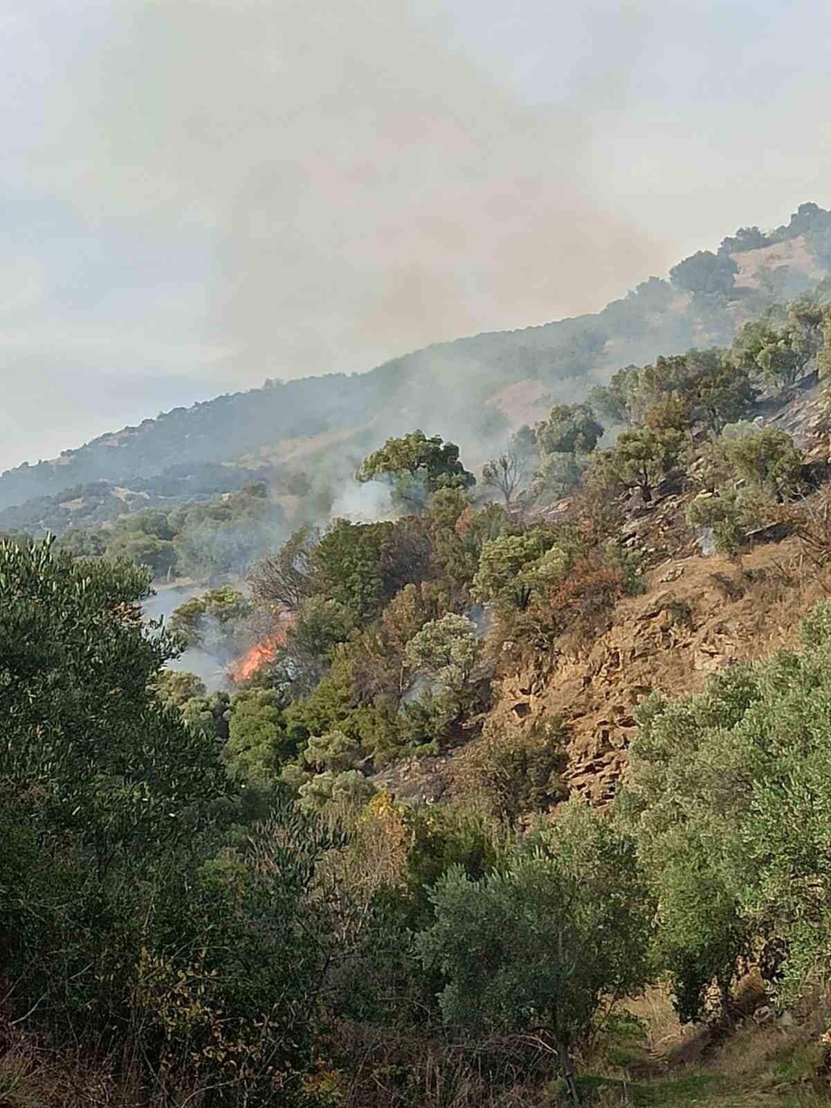 AYDIN'IN BOZDOĞAN İLÇESİNDE ÇIKAN VE RÜZGARIN ETKİSİYLE BÜYÜYEN ORMAN YANGININA MÜDAHALE...
