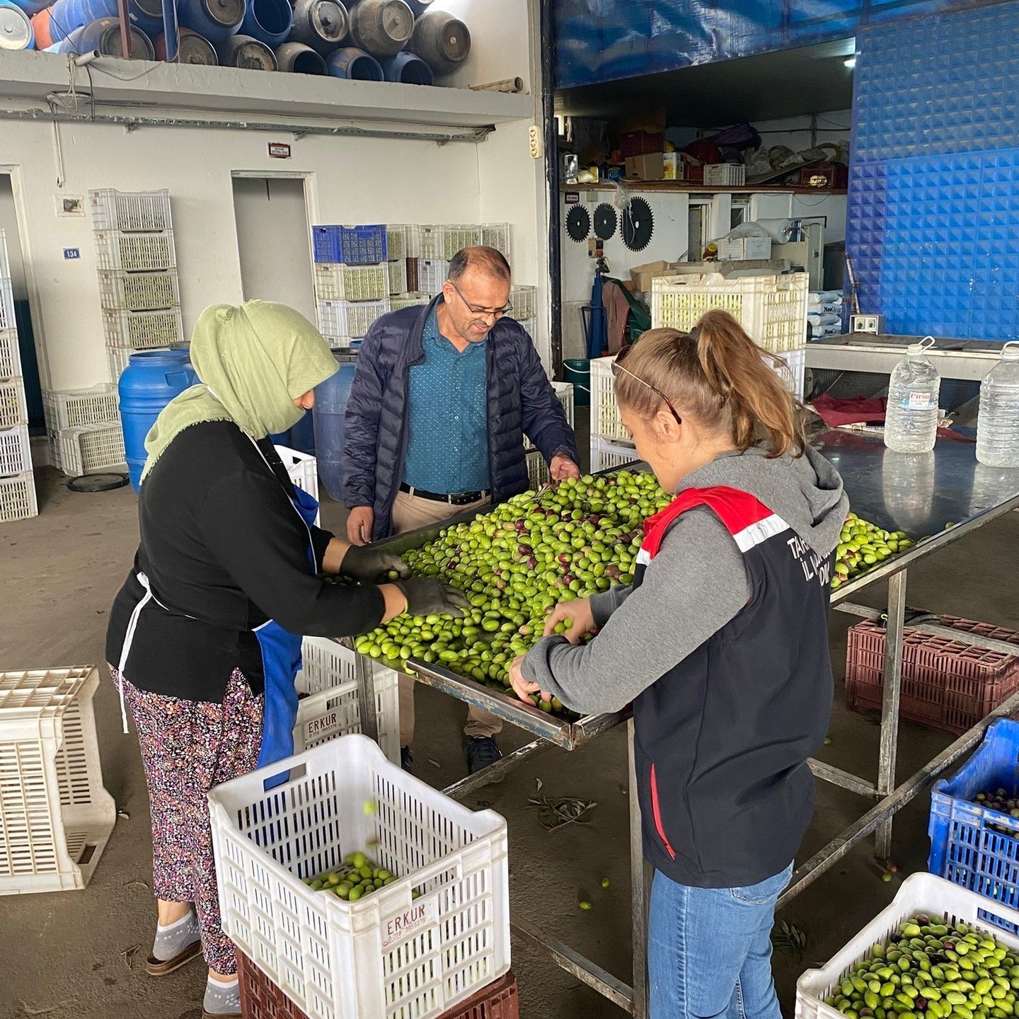 AYDIN'IN BUHARKENT İLÇESİNDE ZEYTİN REKOLTESİNDEKİ KAYIPLARIN ÖNÜNE GEÇMEK İÇİN İLÇE TARIM...