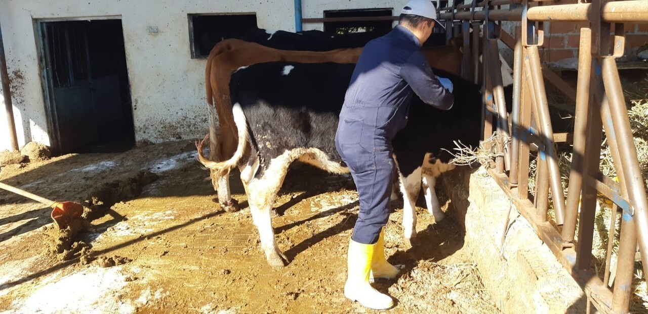 AYDIN'IN KUYUCAK İLÇESİNDE TESPİT EDİLEN ŞAP HASTALIĞININ YAYILMASINI ÖNLEMEK AMACIYLA 20...