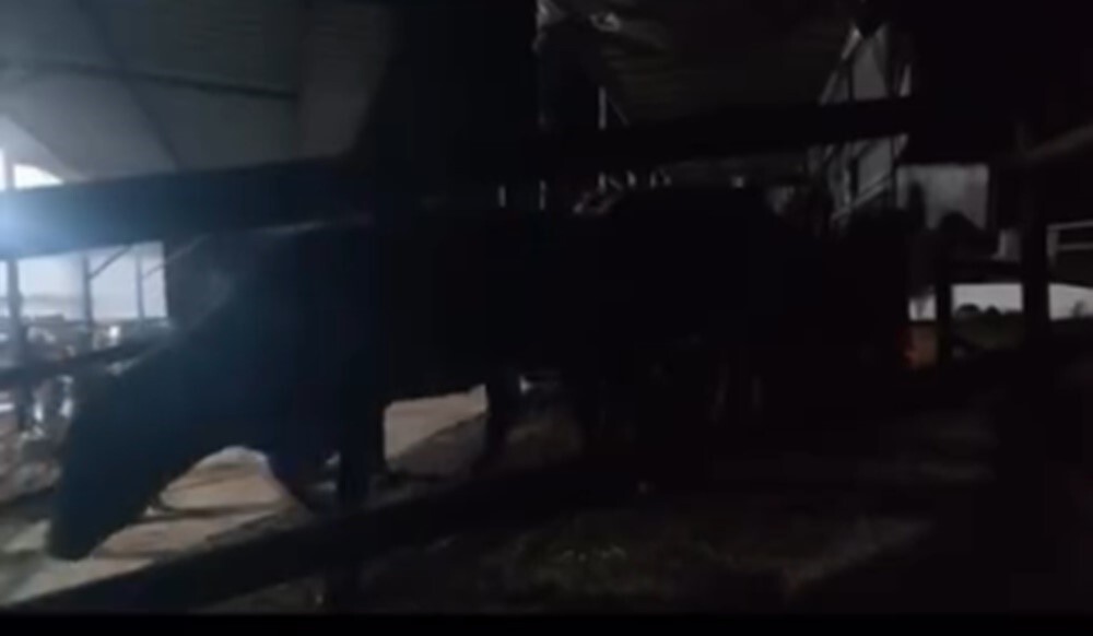 AYDIN İL JANDARMA KOMUTANLIĞI TARAFINDAN ŞAP HASTALIĞINA KARŞI YÜRÜTÜLEN ÇALIŞMALAR KAPSAMINDA 4...