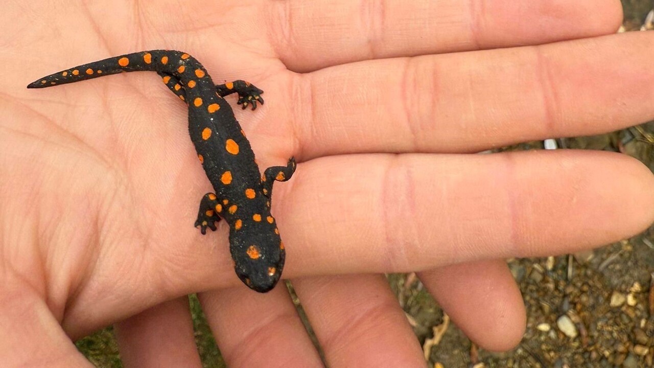 BAHÇESARAY İLÇESİNDE BİR GRUP DOĞASEVER, NADİR GÖRÜLEN BENEKLİ SEMENDER (SALAMANDRA...