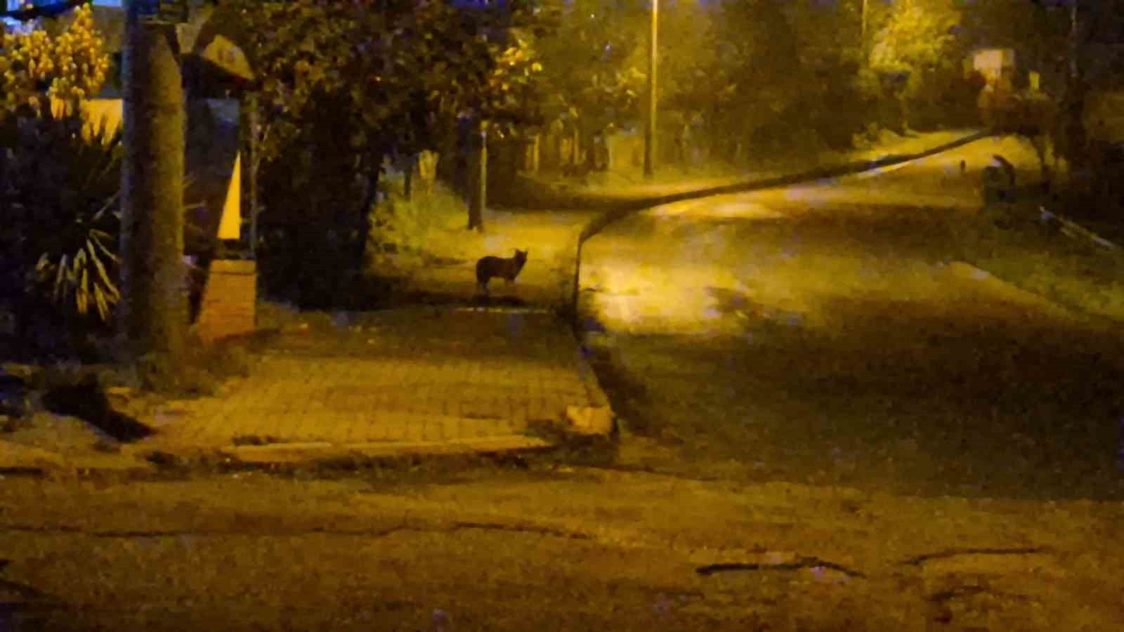 BARTIN ŞEHİR MERKEZİNE İNEN ÇAKALLAR AYNI BÖLGEDE YİNE GÖRÜLDÜ. SİTE BAHÇESİNE KADAR GİREN...